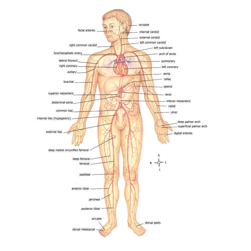 Pro Emergency Tourniquet for Outdoor Exploration Camping Mountaineering First Aid Tool Bleeding Position Bandage